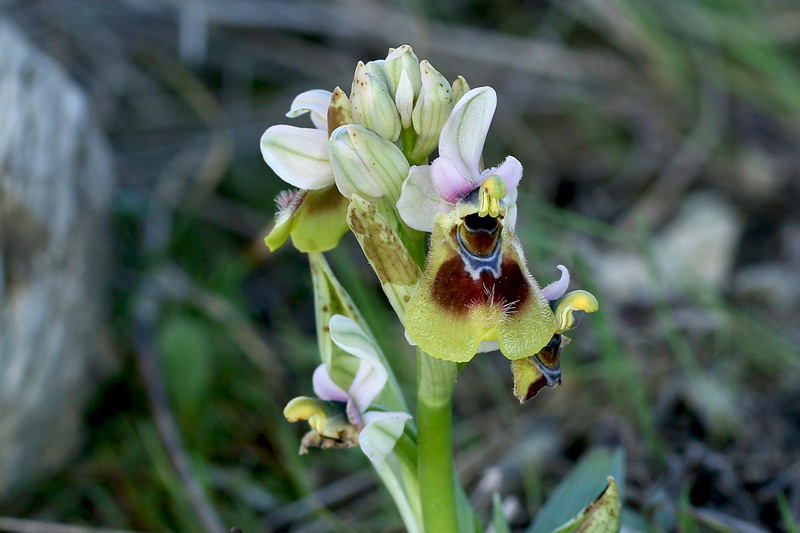 Ophrys tenthredinifera subsp. neglecta (Parl.) E.G. Camus